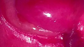 virgin japanese girlfriend proves her shaved wet pussy purity on camera begging worldwide eyes for new year deflowering