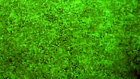 inked maid camille black doggystyles busty maxine x lesbian clit play