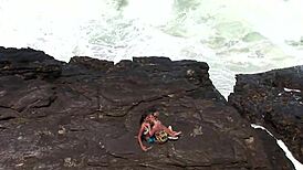 Two Hot Lesbians Lick Pussies and Fuck on Beach for Voyeurs
