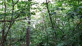 i risk it all masturbating wildly in the forest outdoors
