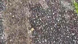 skinny brazilian pretinha takes bbc creampie outdoors after pix payment!!